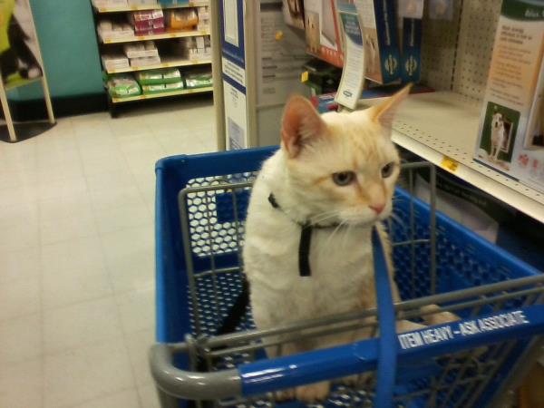 /Images/uploads/Humane Society of Utah/HSU2018/entries/4109thumb.jpg
